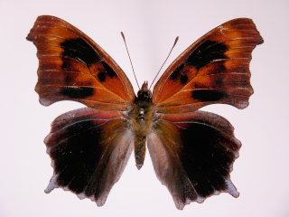 Polygonia interrogationalis in August  Img2005-08-27-0005ab (Internet Image property of respective owner, non-commercial use only)